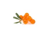 Ιπποφαές (Hippophae)