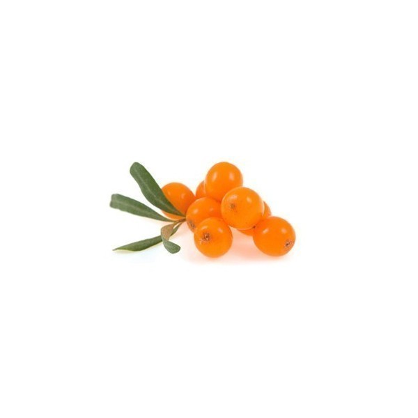 Ιπποφαές (Hippophae)