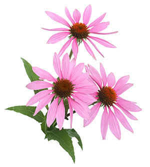 Εχινάτσια (Echinacea)