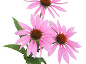 Εχινάτσια (Echinacea)