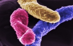 Προβιοτικά: Τα βακτήρια - σύμμαχοι της καλής υγείας